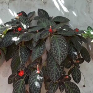 Episcia Cupreata - Violeta de llamas