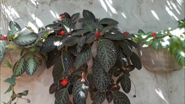 Episcia Cupreata - Violeta de llamas